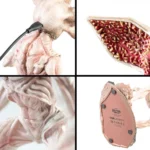 Stranger Things Lamp – Demogorgon 34 cm 4