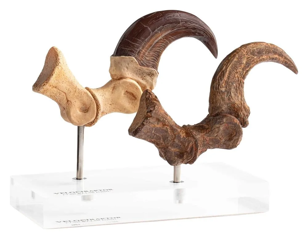 Jurassic Park Statue Set – Velociraptor Claws 20 cm
