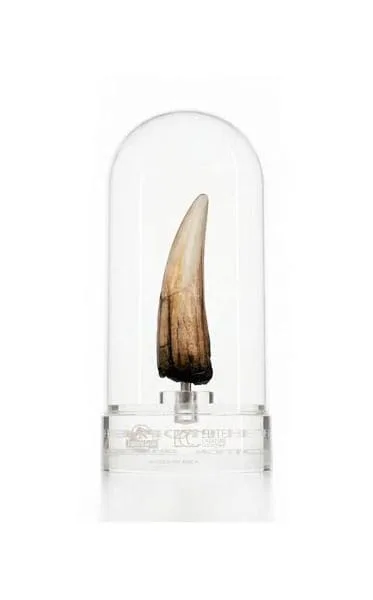 Jurassic Park III Prop Replica – Spinosaurus Tooth 14 cm