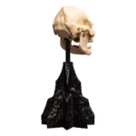 Lord of the Rings Mini Statue – Skull of Lurtz 14 cm 7