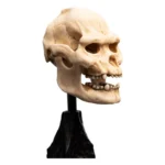Lord of the Rings Mini Statue – Skull of Lurtz 14 cm 3