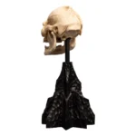 Lord of the Rings Mini Statue – Skull of Lurtz 14 cm 9